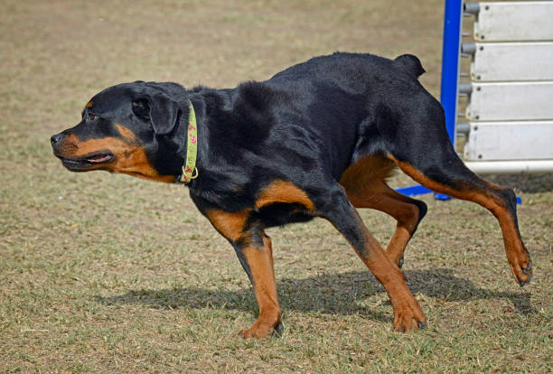 istock Rottweiler Dog Running on an Obstacle Course 1387488520