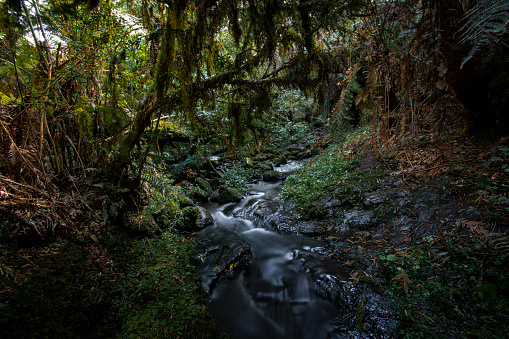 The forest and the water stream at the Serra Catarinense