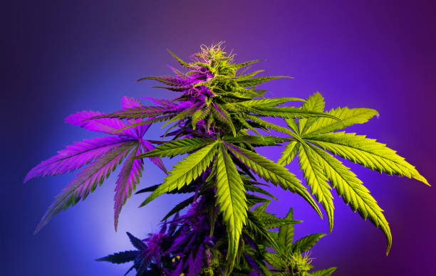 крупноцветущее растение конопля в цветном фиолетовом свете на фиолетовом фоне. - flower purple macro bud стоковые фото и изображения