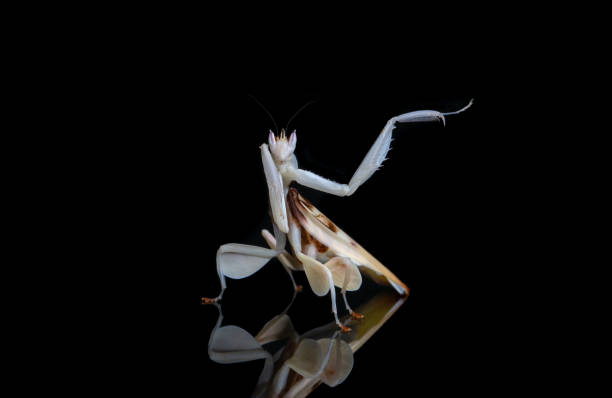 Orchid Praying Mantis Orchid Praying Mantis, a gracious creature but a terrifying raptor orchid mantis stock pictures, royalty-free photos & images