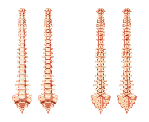 인간 척추 기둥 척추 해부학 전면, 뒤로 및 무척추 디스크없이. 벡터 플랫 사실적인 컨셉 일러스트는 자연스러운 색상, 흰색 배경에 격리된 척추. - human spine chiropractor three dimensional shape healthcare and medicine stock illustrations