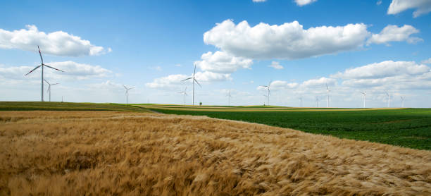 黄金の小麦のフィールド  - windmill cultivated land crop day ストックフォトと画像