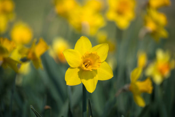 istock yellow daffodils in a public garden 1387495737