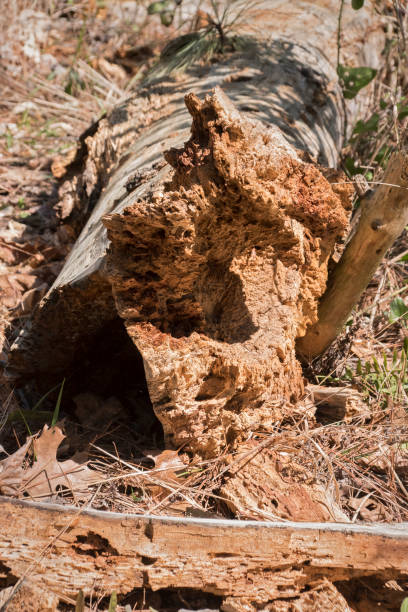 istock Nature's Reclamination of a Fallen Tree 1387496526