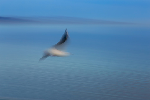Abstract picture from seabird on the air in long exposure