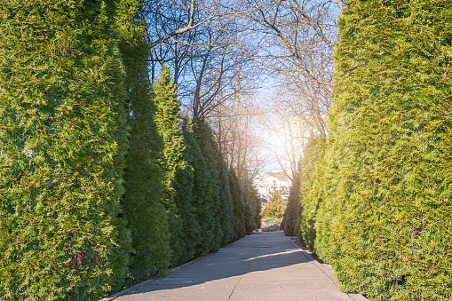 Row of tall thuja occidentalis trees green hedge along pathway at countryside cottage backyard.