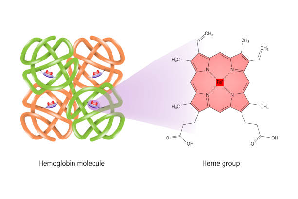 ilustrações, clipart, desenhos animados e ícones de estrutura química da hemoglobina. estrutura do grupo heme. - célula alfa