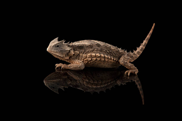 istock Related to Giant horned lizard isolated on black background 1387499074