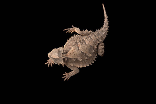 istock Related to Giant horned lizard isolated on black background 1387499076