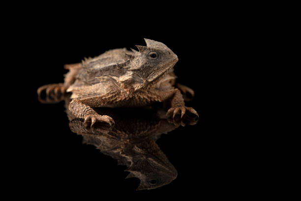 istock Related to Giant horned lizard isolated on black background 1387499079