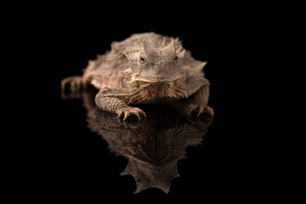 istock Related to Giant horned lizard isolated on black background 1387499082