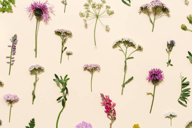 istock Top view fresh meadow flowers and grass Summer field plants as creative floral composition 1387503261