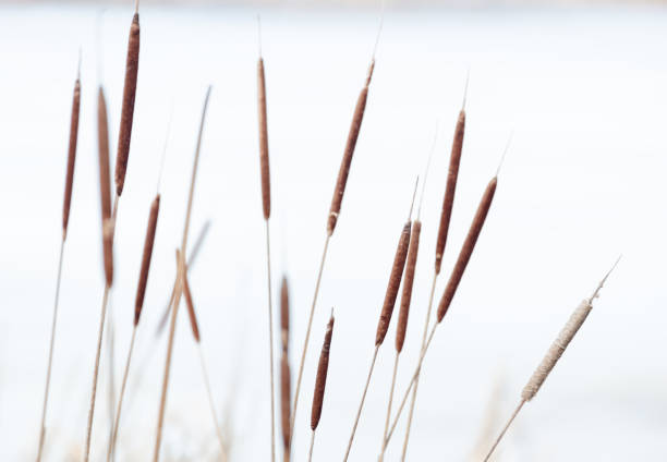 Close-up view of cattail heads. Shallow depth of field. Abstract backgrounds