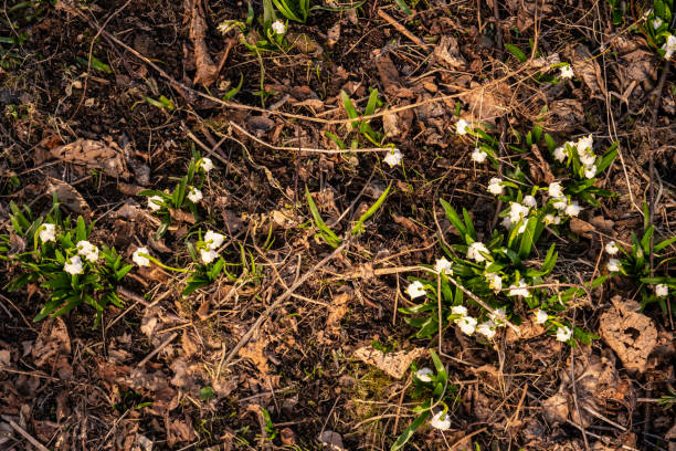 The first spring snowflake flowers also called loddon ily or eucojum vernum in forest. Spring blooming flowers top view