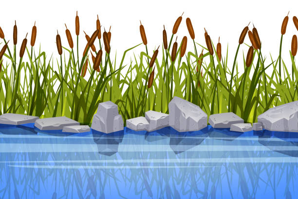 иллюстрация болотной травы, векторное растение тростника, берег реки, серый камень, кустарник прудового хвоста, куст озера. - riverbank marsh water pond stock illustrations