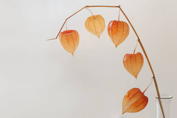 Physalis peruviana background