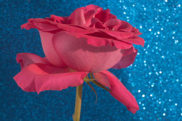 Rose close-up. Pink Floyd Rose. A rose flower on a shiny blue background. Portrait of a flower in close-up. One object in the frame, minimalism.