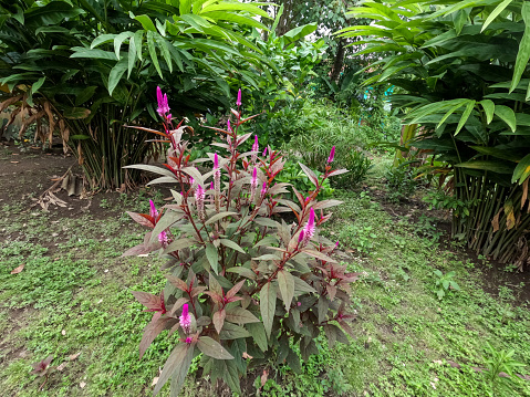 Cockcomb plant that grows wild in the middle of the garden, long purple flowers, with purplish green leaves