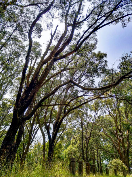 Majestic Tree in National Park of Kokoda stock photo