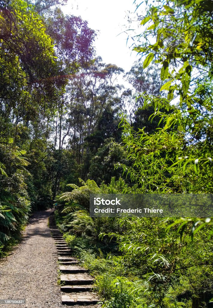 Kokoda Trail 1000 Steps walk , in the National Pak of Kokoda Australia Stock Photo