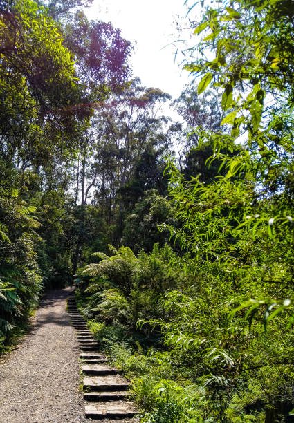 Kokoda Trail stock photo