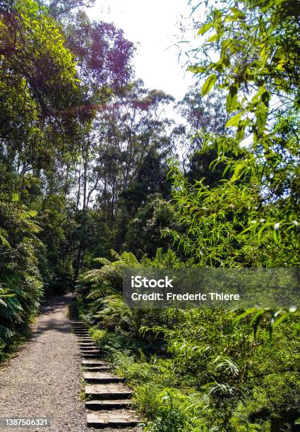 Kokoda Trail Stock Photo - Download Image Now - Australia, Color Image, Forest