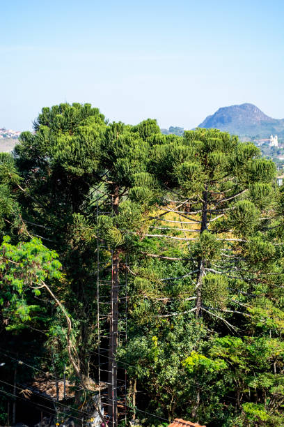istock Deforestation in an urban area. Tree cutting. Global warming, urban sprawl 1387506433