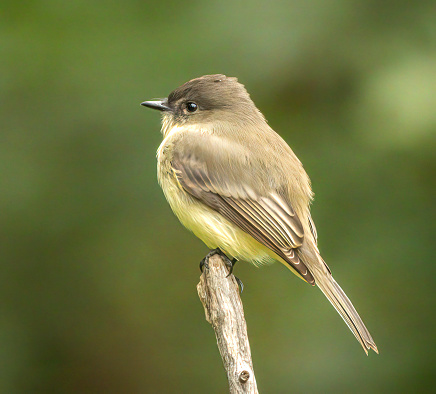 An Eastern Phoebe sits on a perch as it looks for flying insects.