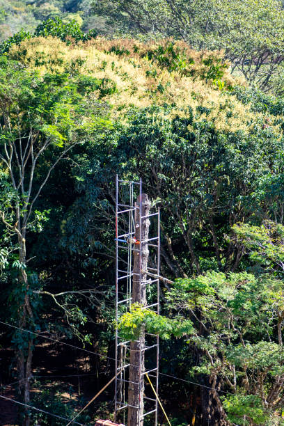 istock Deforestation of natural forest. Causes of global warming. 1387506669