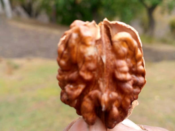 istock Walnut kernels photography bolar picture 1387506726