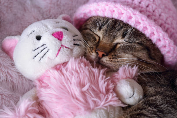 istock Little Kitten sleeping and hugging a toy pink Kitten. 1387507351