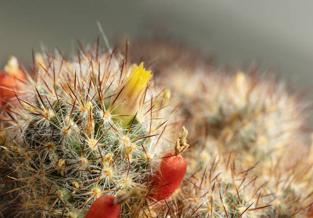 istock selective focus on cactus needles with yellow flower and red buds 1387507451
