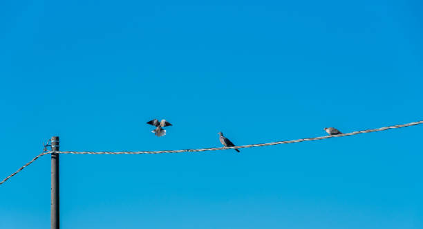 istock pet pigeons sitting  and flying on electric cable 1387508965