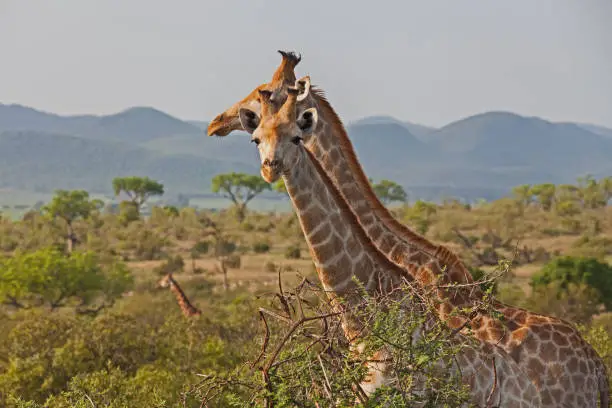 Two female Giraffe (Giraffa camelopardalis) in Kruger National Park. South Africa