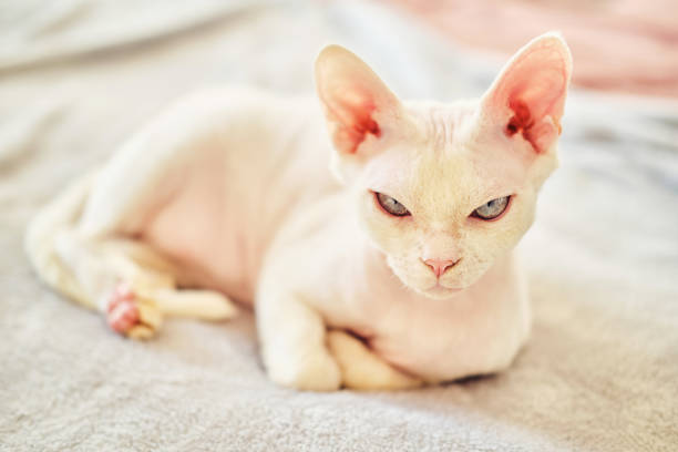 istock Sphynx Devon Rex cat close-up. Portrait of a pet. 1387509070