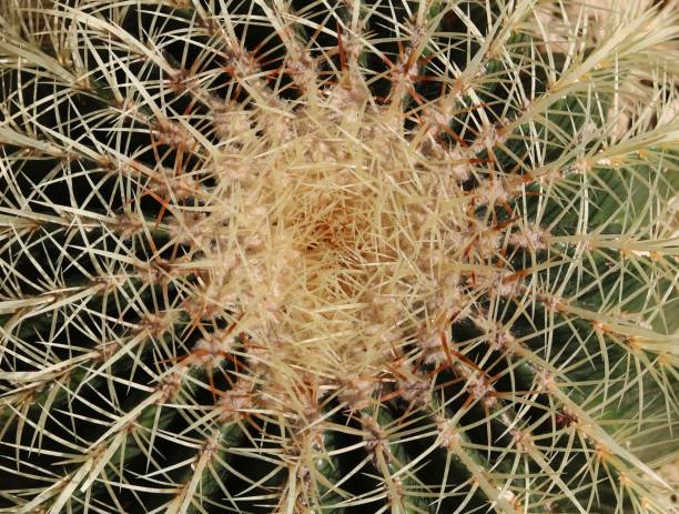 istock Top view of cactus 1387510238