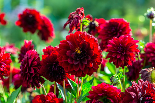 The petals of a beautiful dahlia flower and two unopened buds in a Cape Cod garden.