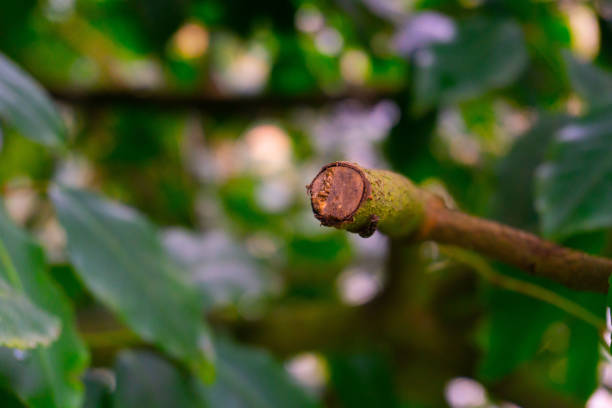 The stump section of a branch that was pruned attached to an apple tree blurred in the background.