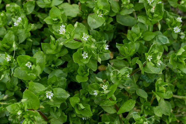 istock Stellaria media in bloom 1387510540