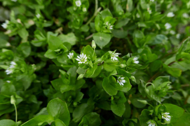 istock Stellaria media in bloom 1387510542