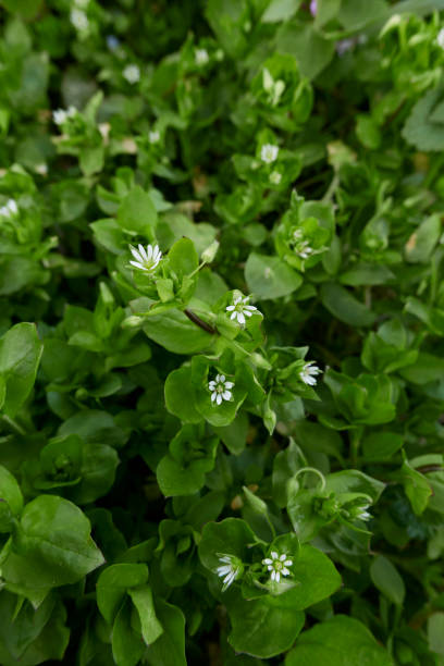istock Stellaria media in bloom 1387510543
