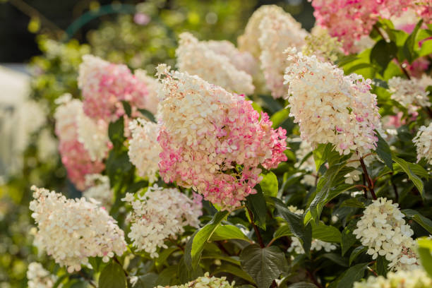 Hydrangea paniculata Vanille Fraise on a stem Hydrangea paniculata Vanille Fraise on a stem. High quality photo panicle stock pictures, royalty-free photos & images