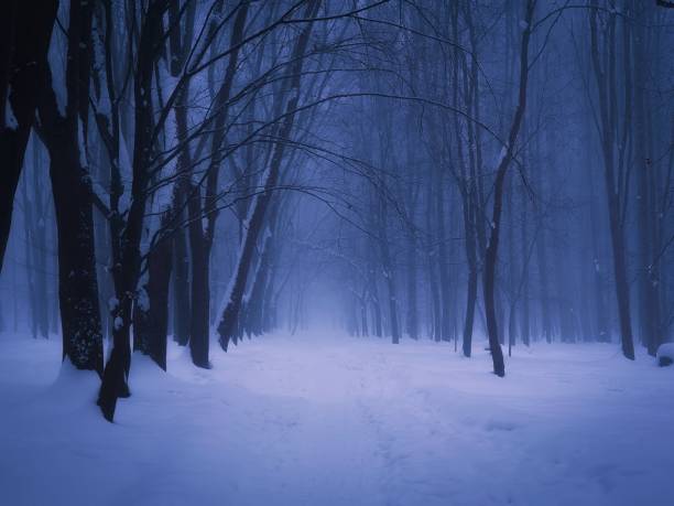 Mysterious winter forest with snow at dusk stock photo