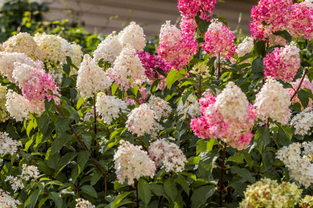 hydrangea paniculata vanille fraise on a stem - hydrangea photos et images de collection