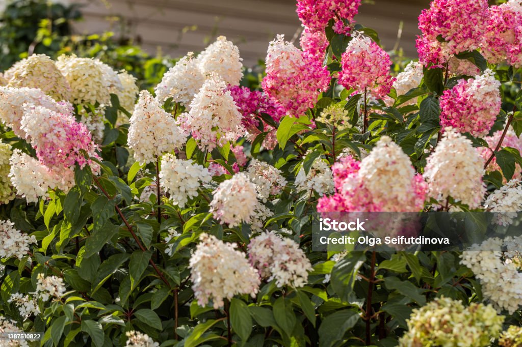 Hydrangea paniculata Vanille Fraise on a stem Hydrangea paniculata Vanille Fraise on a stem. High quality photo Hydrangea Stock Photo