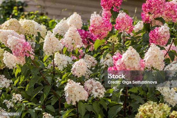 Hydrangea Paniculata Vanille Fraise On A Stem Stock Photo - Download Image Now - Hydrangea, Panicle, Factory