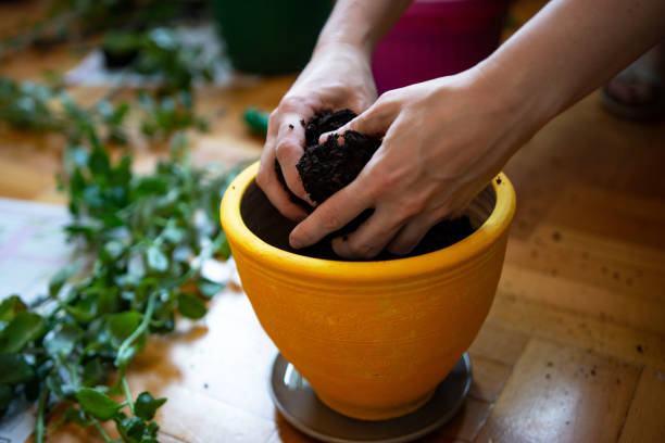 istock Unrecognizable woman potting houseplants 1387510895