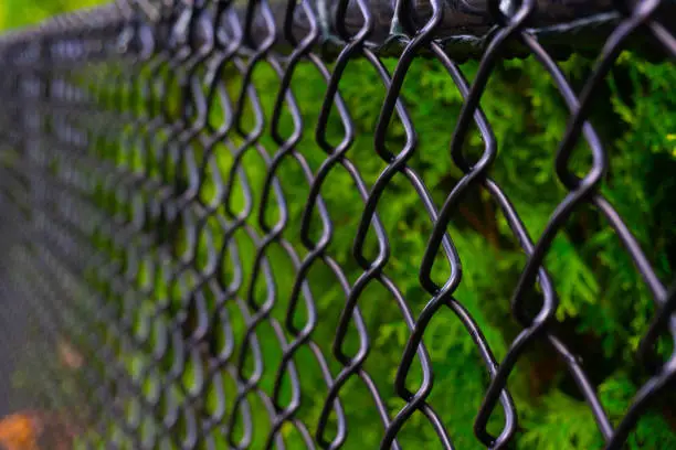 Photo of Black Chain Link Fence in front of Green Hedging