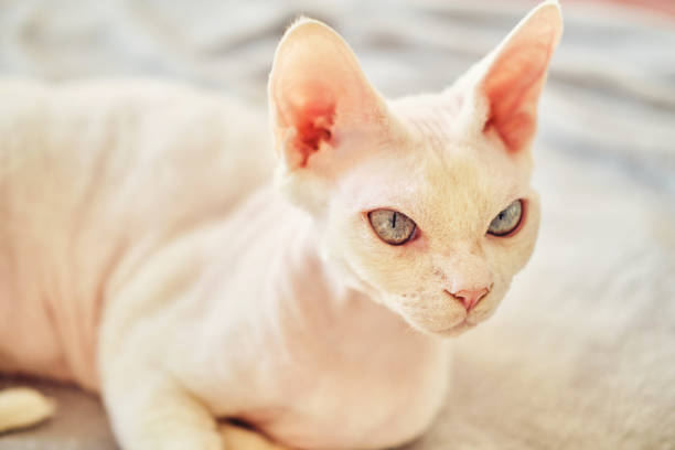 istock Sphynx Devon Rex cat close-up. Portrait of a pet. 1387512653