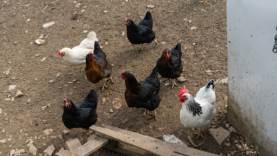 Black and white chickens with a white rooster on a chicken farm